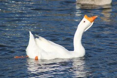 Anser cygnoides domesticus