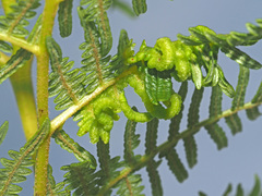 Eriophyes quadrifidus