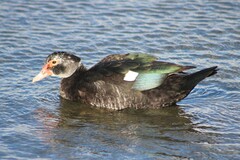 Cairina moschata domestica