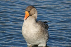 Anser anser domesticus × anser cygnoides domesticus