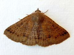 Ericeia subsignata