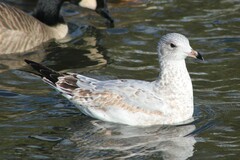 Larus delawarensis