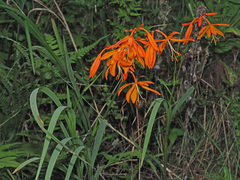 Crocosmia aurea
