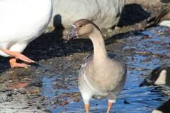 Anser cygnoides domesticus