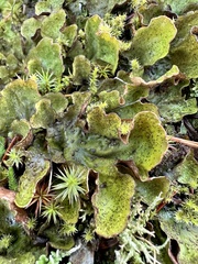 Peltigera aphthosa