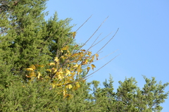 Ficus carica