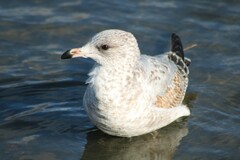Larus delawarensis