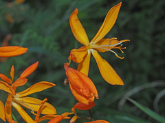 Crocosmia aurea