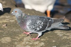 Columba livia domestica