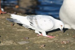 Columba livia domestica