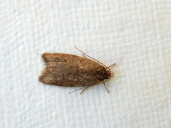 Garrha atoecha