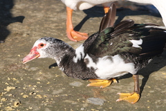 Cairina moschata domestica