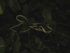 Ahaetulla prasina