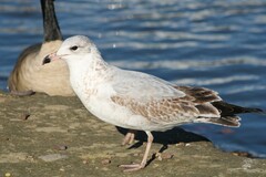 Larus delawarensis