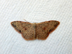 Idaea halmaea