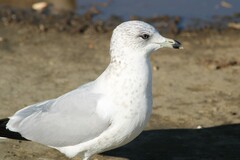 Larus delawarensis