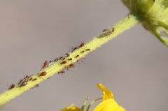 Uroleucon maximilianicola