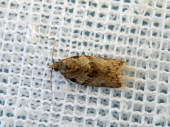 Isotenes miserana