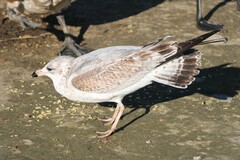 Larus delawarensis