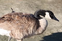 Branta canadensis moffitti