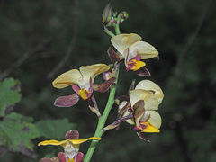 Eulophia streptopetala