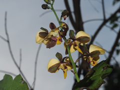 Eulophia streptopetala