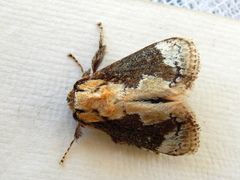 Mecytha fasciata