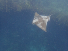 Myliobatis tenuicaudatus