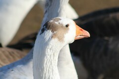 Anser anser domesticus × anser cygnoides domesticus