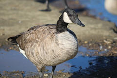 Branta canadensis moffitti