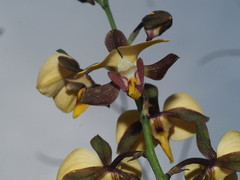 Eulophia streptopetala