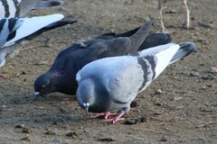 Columba livia domestica