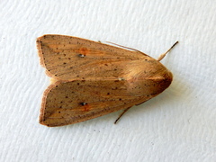 Mythimna convecta