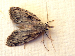 Nola vernalis