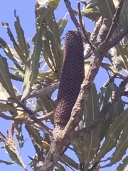 Banksia menziesii
