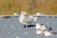 Larus glaucescens