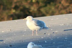 Larus glaucescens
