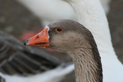 Anser anser domesticus × anser cygnoides domesticus