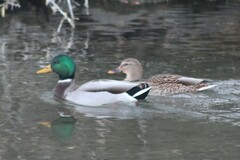 Anas platyrhynchos