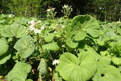 Petasites japonicus
