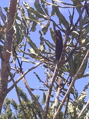 Banksia menziesii
