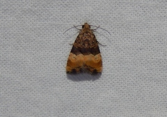 Pseudozarba bipartita