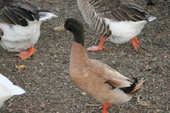 Anas platyrhynchos domesticus