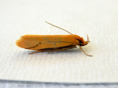 Philobota protecta