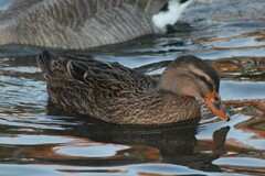 Anas platyrhynchos domesticus