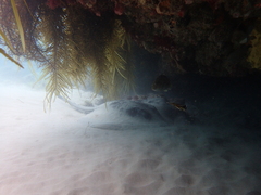 Bathytoshia brevicaudata