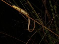 Takydromus sexlineatus