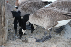 Branta canadensis moffitti