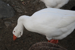 Anser anser domesticus × anser cygnoides domesticus