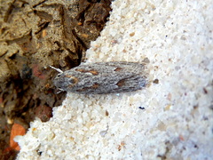 Phylomictis sarcinopa
